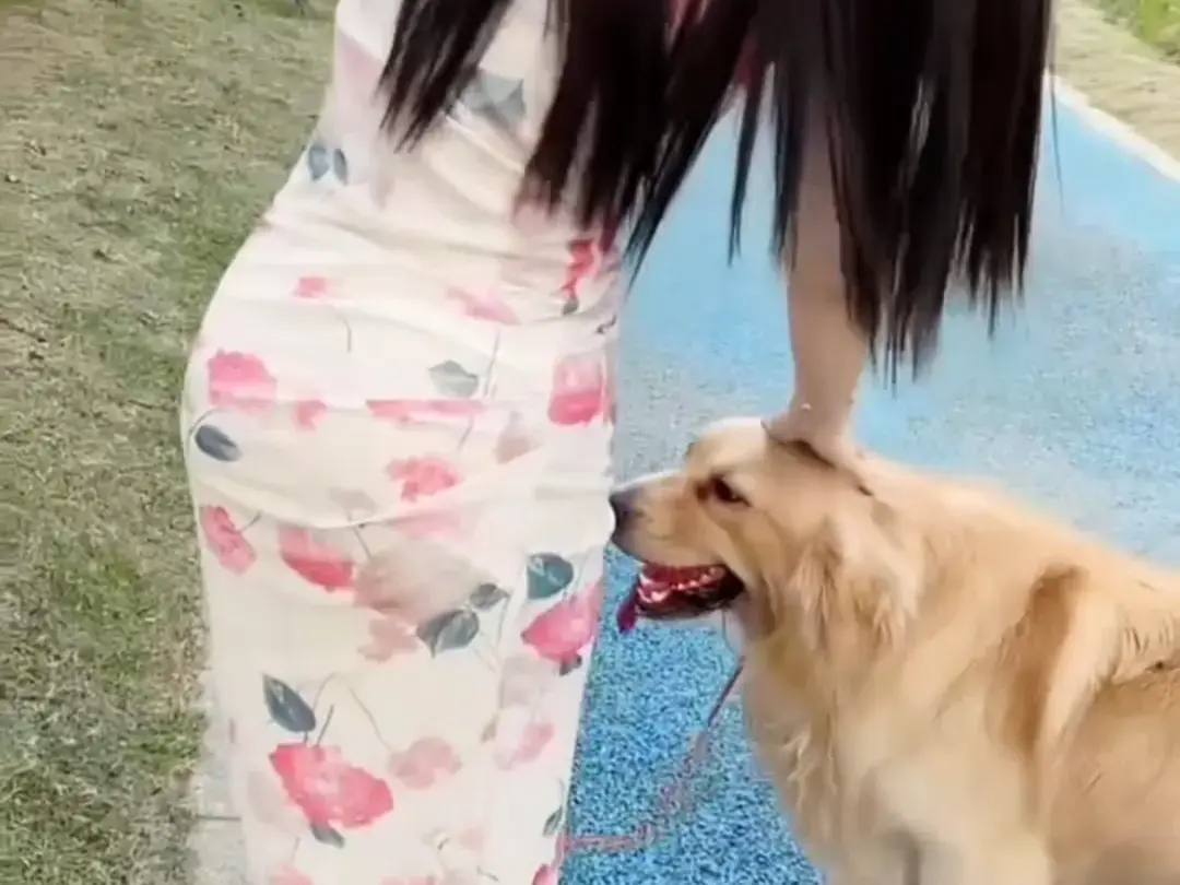 《抖音香香公主与爱犬金毛》完整版科普视频在线免费看 - 抖音香香公主与爱犬直播回放网盘资源免费领取 - 高清无广告观看